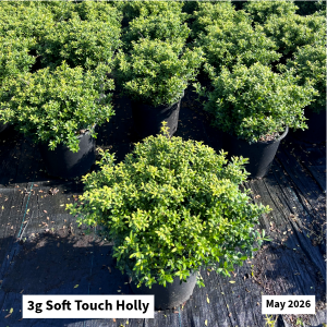 May 2026 3g Soft Touch Holly Website
